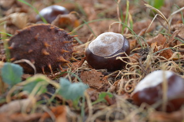 Herbst Kastanie