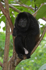 Howler monkey in a tree.