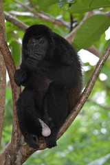 Howler monkey in a tree with mouth covered