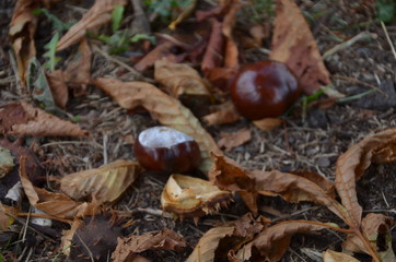 Herbst Kastanie