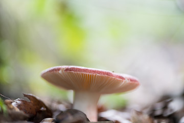 Landscape with mushrooms
