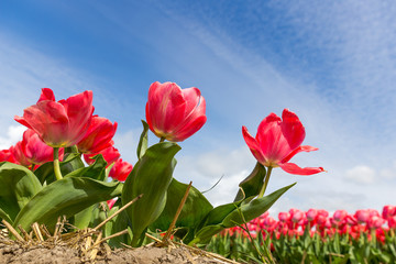 Tulpenfeld nahe Amsterdam