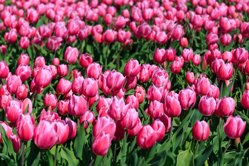 Fototapeta premium Tulpenfeld nahe Amsterdam