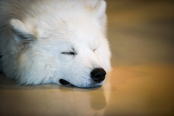 Obraz premium white dog sleeping on the floor with vignette tone