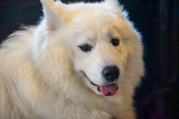 Obraz premium white dog in the dark