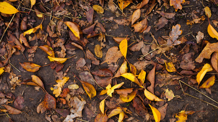 Autumn leaves on the ground.