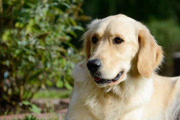 Dog golden retriever lying and looking