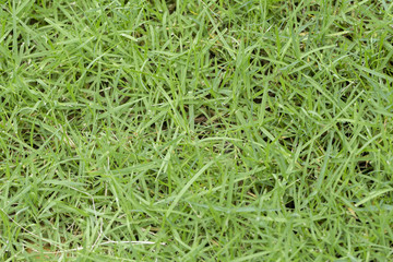 Fototapeta na wymiar Background with green grass covered everywhere.