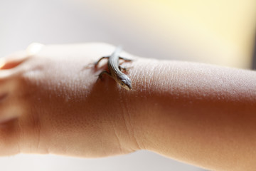 Obraz premium カナヘビ