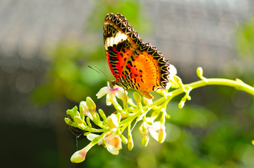 Butterfly on a Flower