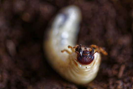 カブトムシの幼虫