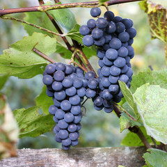 harvest of sweet autumn berries/ background with a bunch of grapes on the vine ripening 