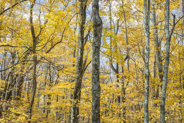 Autumn forest trail in the Blue Ridge Mountains