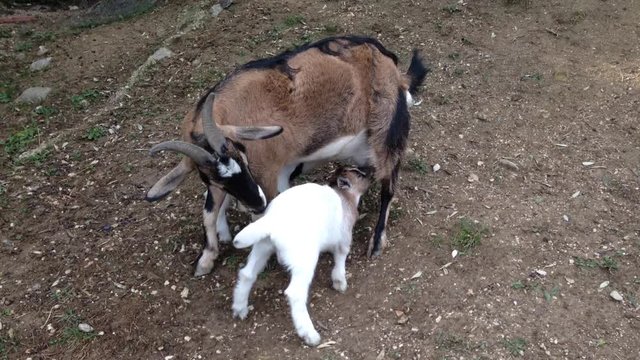 Piccola capra scodinzola felice mentre prende il latte dalla mamma