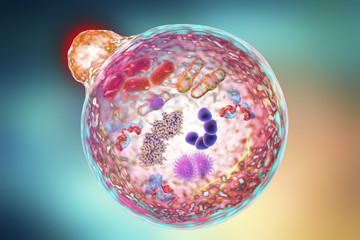 Mechanism of cellular authophagy, illustration for Nobel Prize Award in Medicine 2016. 3D illustration showing fusion of lysosome with autophagosome containing microbes and molecules