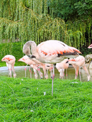 Flamingo standing on one leg.