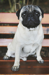 Pug sittting on the bench