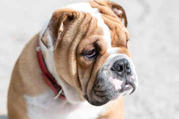 Obraz premium English bulldog pup portrait