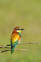Close-up of bee-eater on tree branch