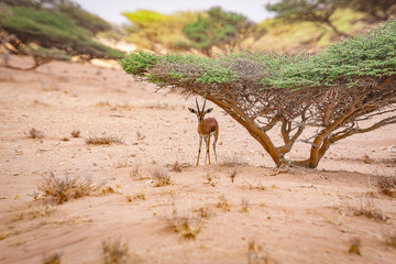Gazelle seeking shelter underneeth an Acacia Tree