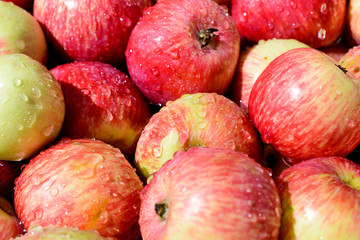 lot of red ripe apples covered with transparent water droplets.