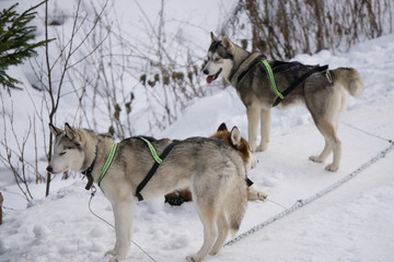 two dogs Husky standing on a snow ready for dogsled run