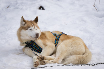 one dog Husky lays on snow alone ready for dogsled run