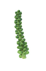 Stalk of Brussel sprouts, isolated