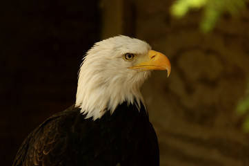 Bald eagle profile (Haliaeetus leucocephalus)