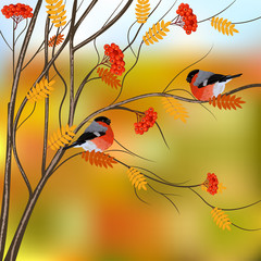 Autumn card with bullfinches sitting on rowan tree