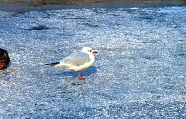 Beautiful  white gull  on the ice on the lake in winter