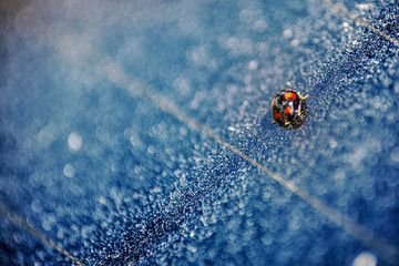 Coccinellidae