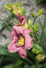 Hemerocallis, Taglilie