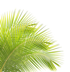 Green coconut leaf isolated on white background