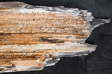 The piece of old dry wood
