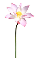 Pink lotus isolated on white background