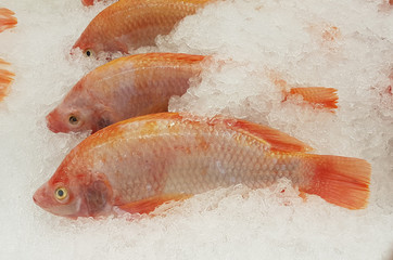 Fresh fish in the supermarket