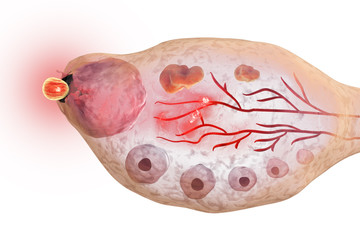 Ovulation in female ovary isolated on white background, 3D illustration. Ovarian follicules - obrazy, fototapety, plakaty
