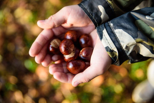 Chestnus in hands
