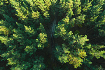 Beautiful panoramic photo over the tops of pine forest. Aerial view. From above. Picture taken using the copter. Top view