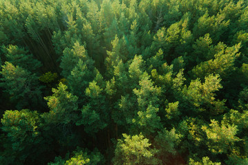 Beautiful panoramic photo over the tops of pine forest. Aerial view. From above. Picture taken using the copter. Top view