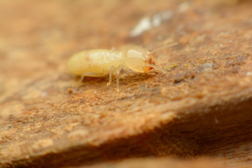 Termite macro on decomposing wood
