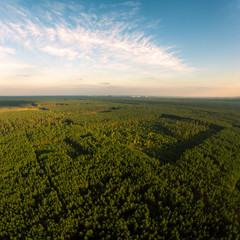 Beautiful panoramic photo over the tops of pine forest. Aerial view. From above. Picture taken using the copter.