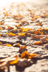 Bunte Blätter am Boden, Herbst