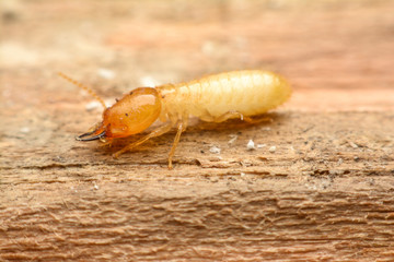 Termite macro on decomposing wood