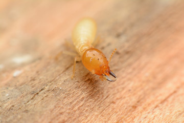 Termite macro on decomposing wood