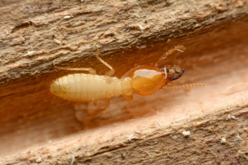 Termite macro on decomposing wood