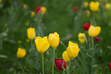 Fototapeta premium Tulpen