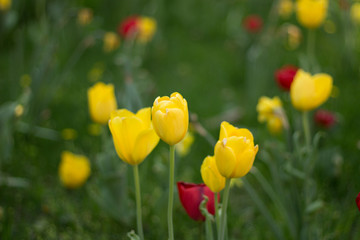 Tulpen