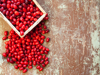 Freshly picked dogwood berries